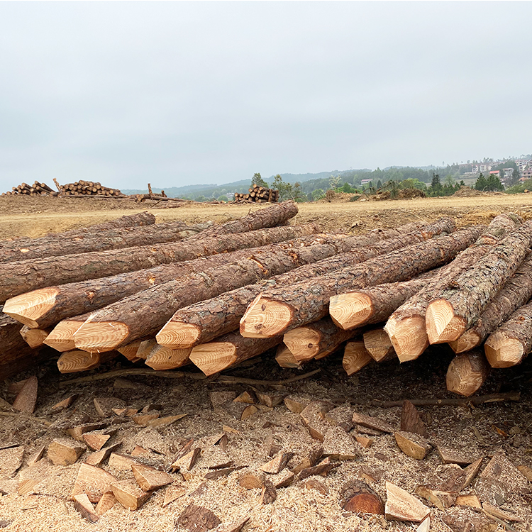 護坡用松木樁供應商廠家哪里有？