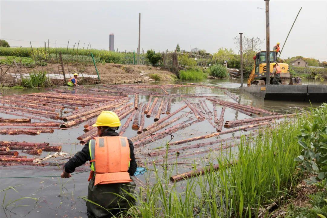 改善水環(huán)境！徐行122條段村級(jí)河道用木樁對(duì)河岸進(jìn)行加固整治