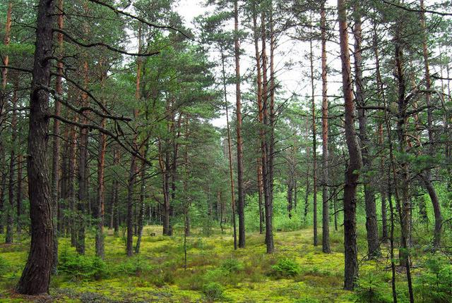 中國(guó)主要的松木產(chǎn)地有哪些，不同產(chǎn)地的松木有哪些區(qū)別