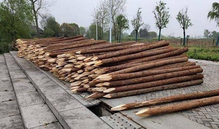 杉木樁為什么這么受歡迎？杉木樁有哪些優(yōu)點和缺點？