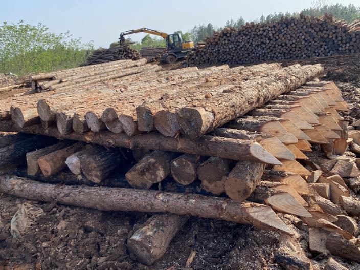 松木樁可做永久基礎(chǔ)處理(打造最牢固基礎(chǔ)，松木樁無可比擬)