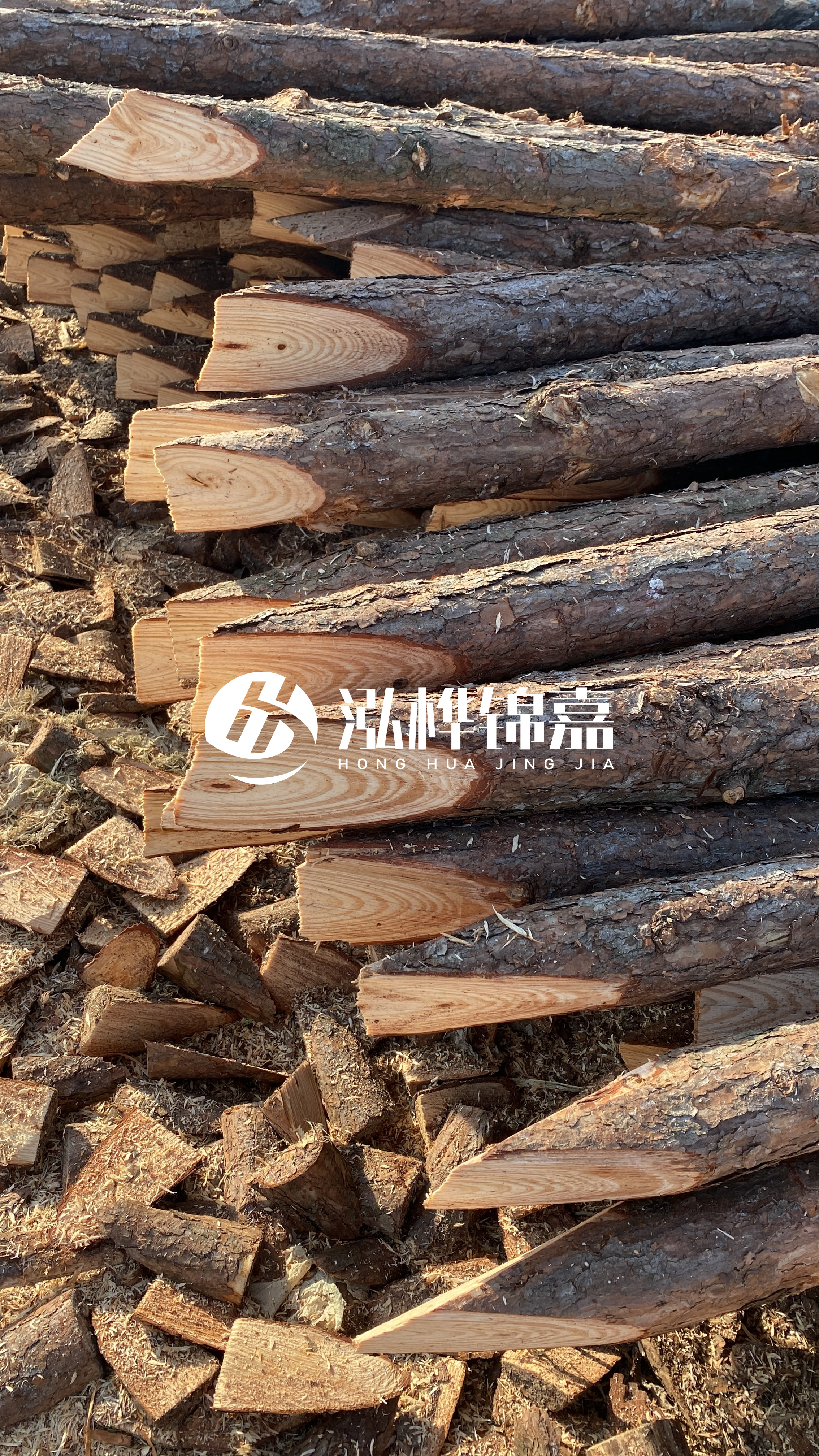 松木樁怎么分辨好壞？學(xué)會(huì)這幾招，輕松分辨松木樁好壞不踩雷！